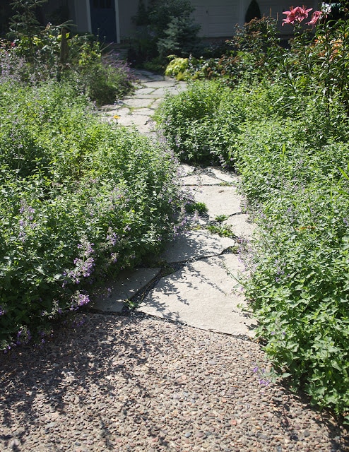 nepeta along path