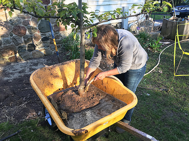 How to plant a tree-- the new way