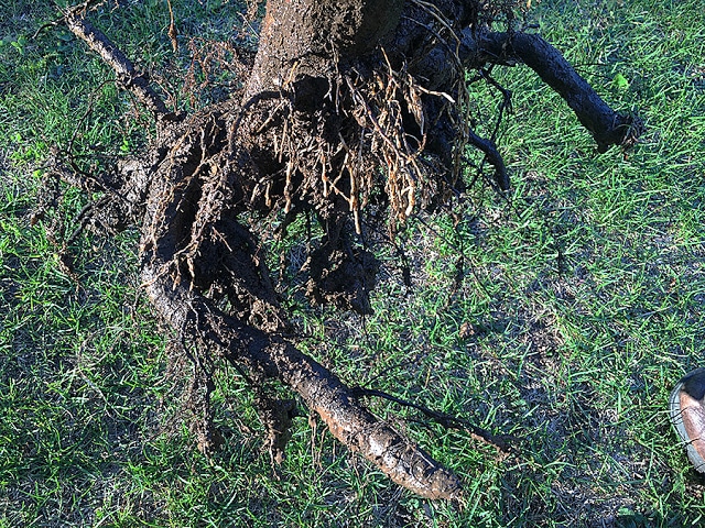 The new way to plant a tree