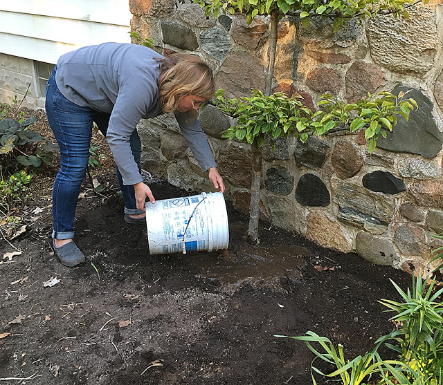 Trees Wrapped In Burlap – Tips On Planting A Balled And Burlapped Tree