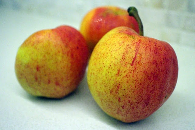 gala apples