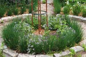 chive hedge