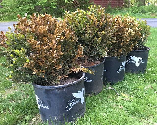 What killed my boxwood?