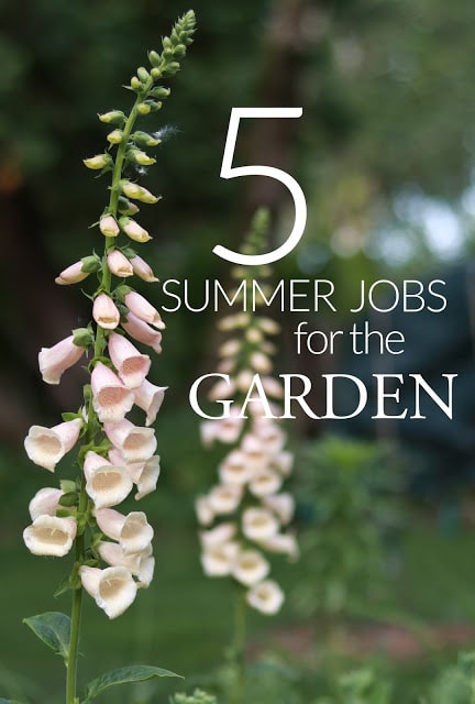 5 jobs to be doing in your garden now