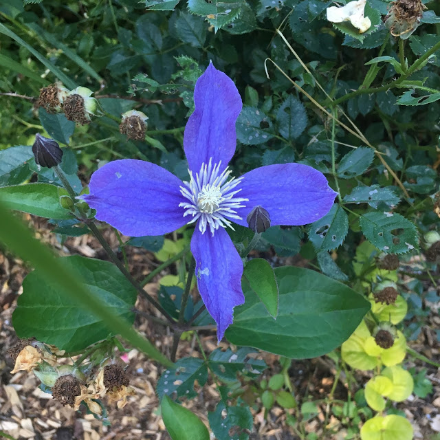 'Arabella' clematis allowed to ramble