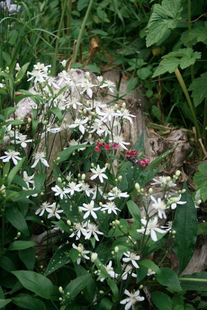 Recta 'Pamela' clematis is a lovely, charming plant when allowed to wander through the border.