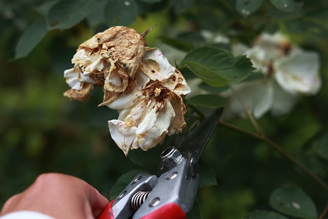 Prune roses but cutting back to a set of five leaves. 