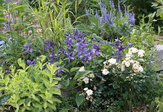 Sapphire Indigo clematis in the border