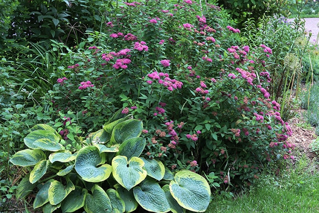 Prune Spireas right after blooming.