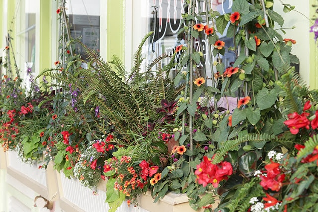 Brightly colored window box