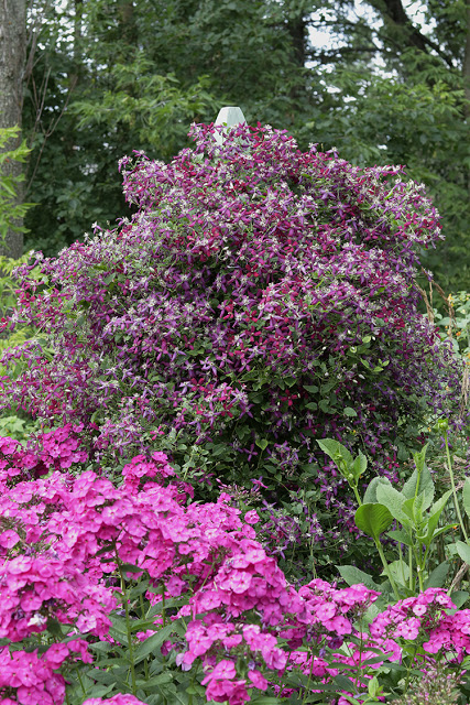 Sweet Summer Love clematis