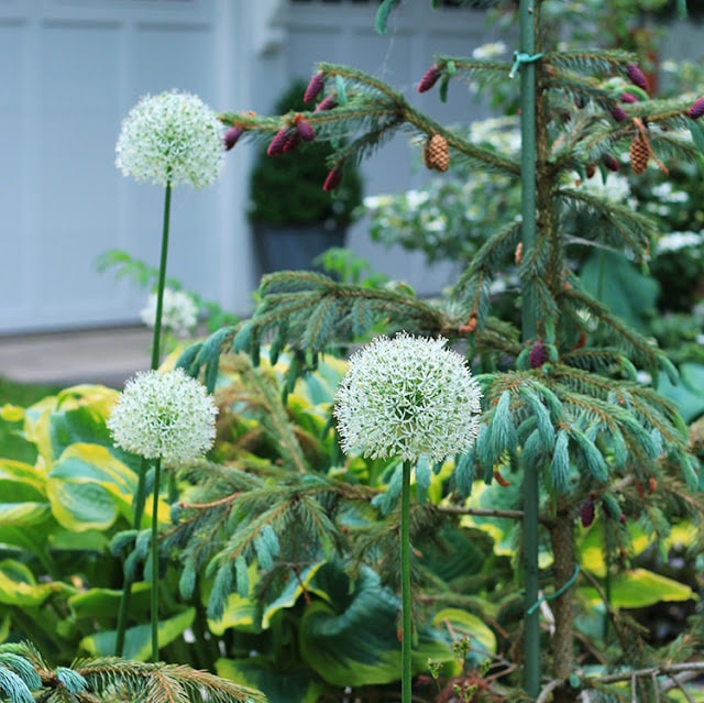 mount everest allium