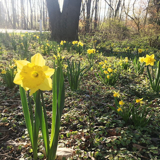 naturalizing daffodils