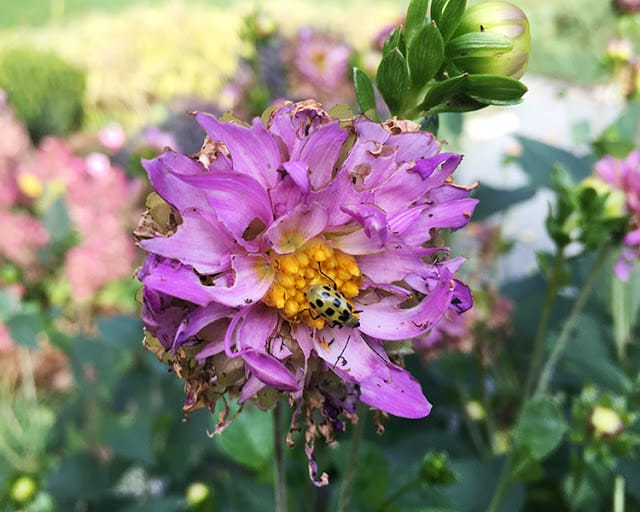 cucumber beetle on dahlia