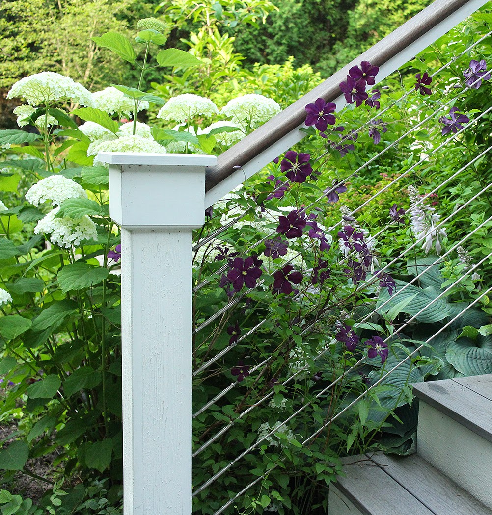 'Etoile Violette' clematis