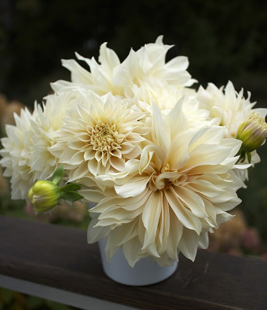 'Cafe au Lait' dahlia bouquet