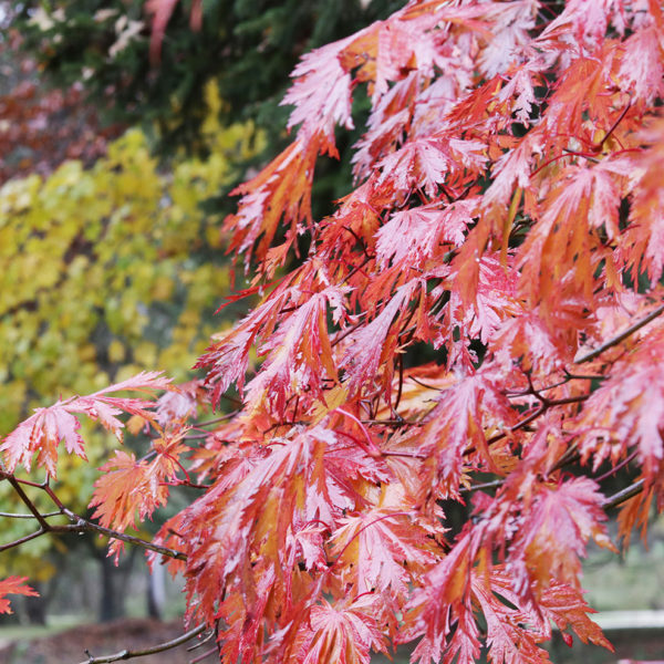 Acer japonicum 'Acontifolium'