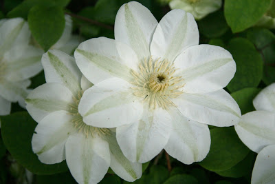 'Guernsey Cream' clematis