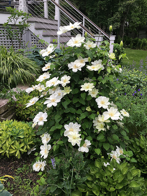 'Guernsey Cream' clematis