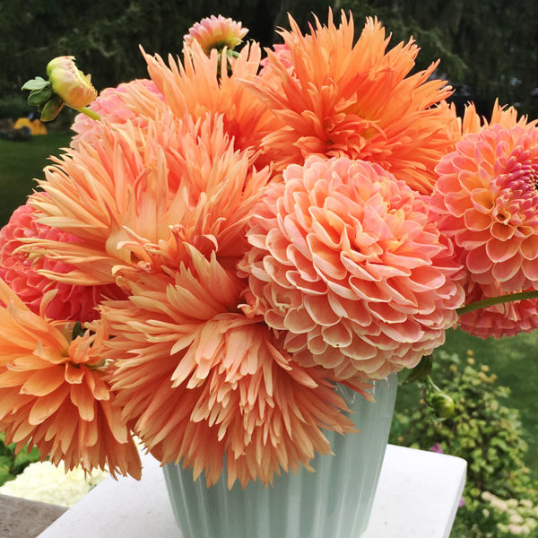 How to overwinter dahlias