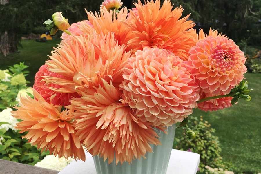 How to overwinter dahlias