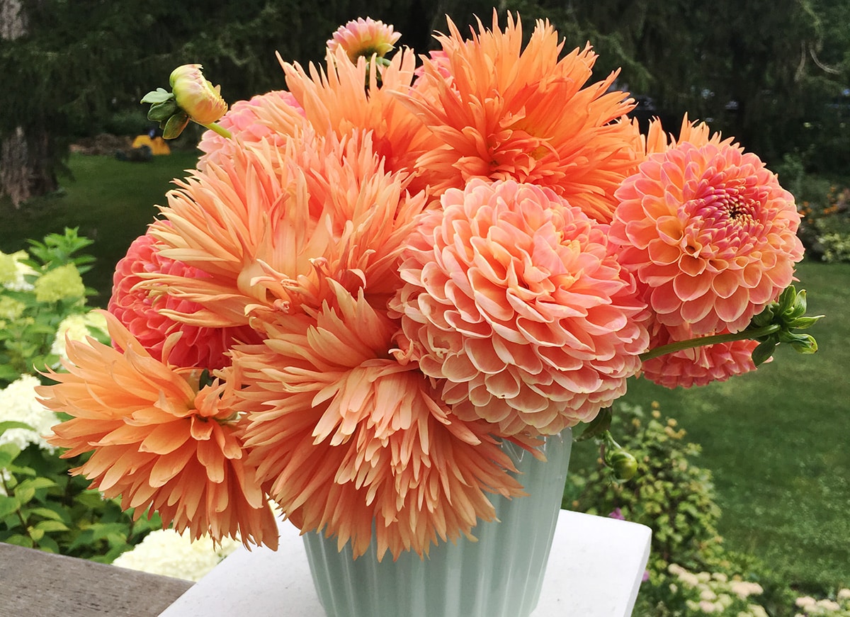 How to overwinter dahlias