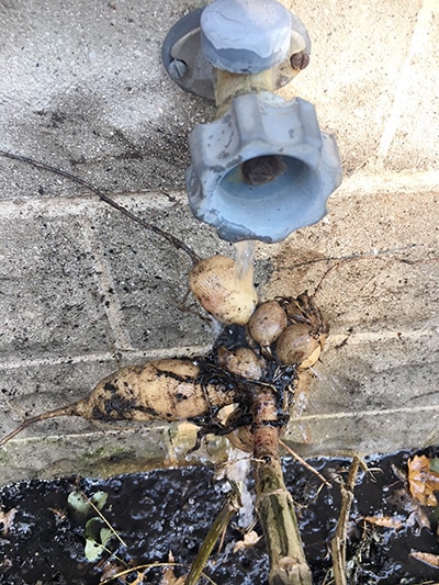 Rinsing dahlia tubers