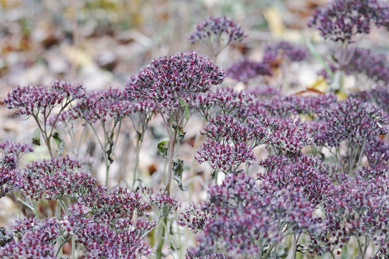 Sedum 'Neon'