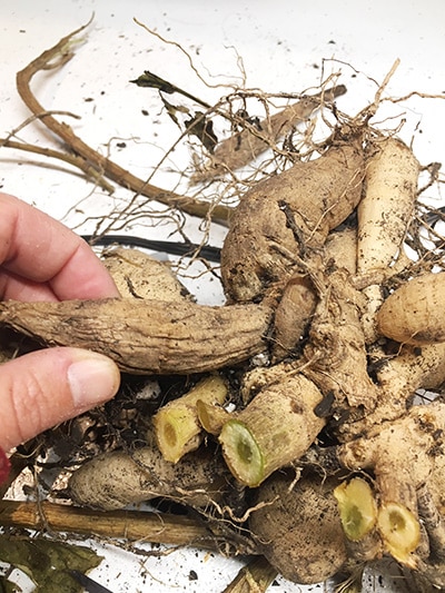 remove soft dahlia tubers for storage