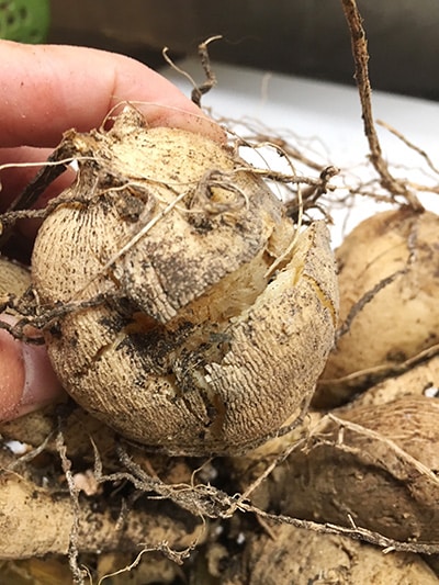 Damaged dahlia tuber