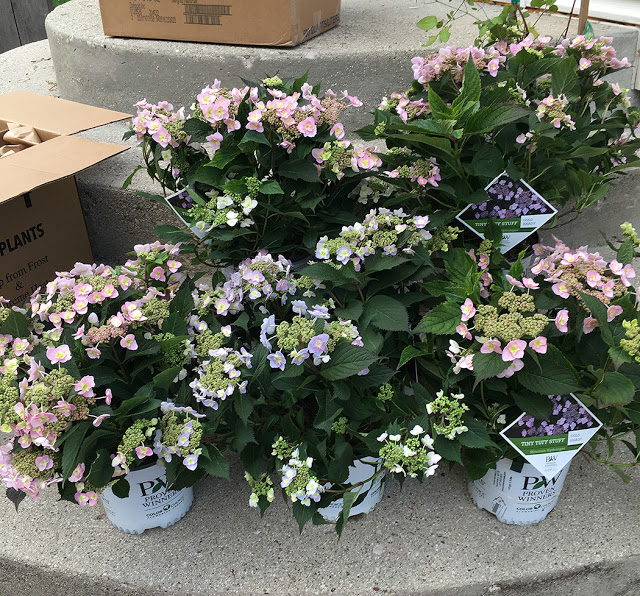 Tiny Tuff Stuff hydrangeas 