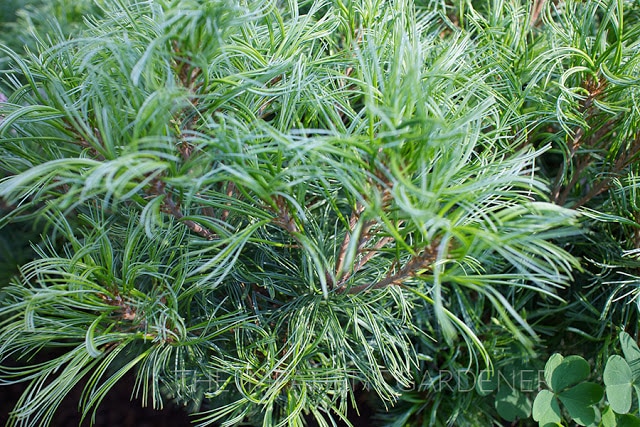 Pinus strobus 'Tiny Kurls' dwarf evergreen