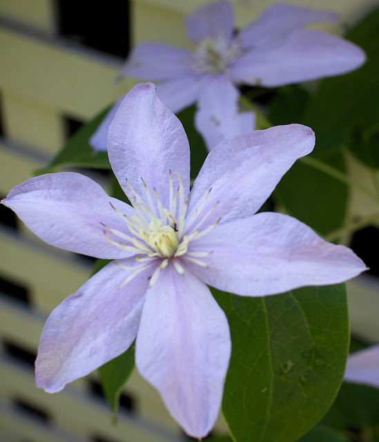 'Silver Moon' clematis grows in shade