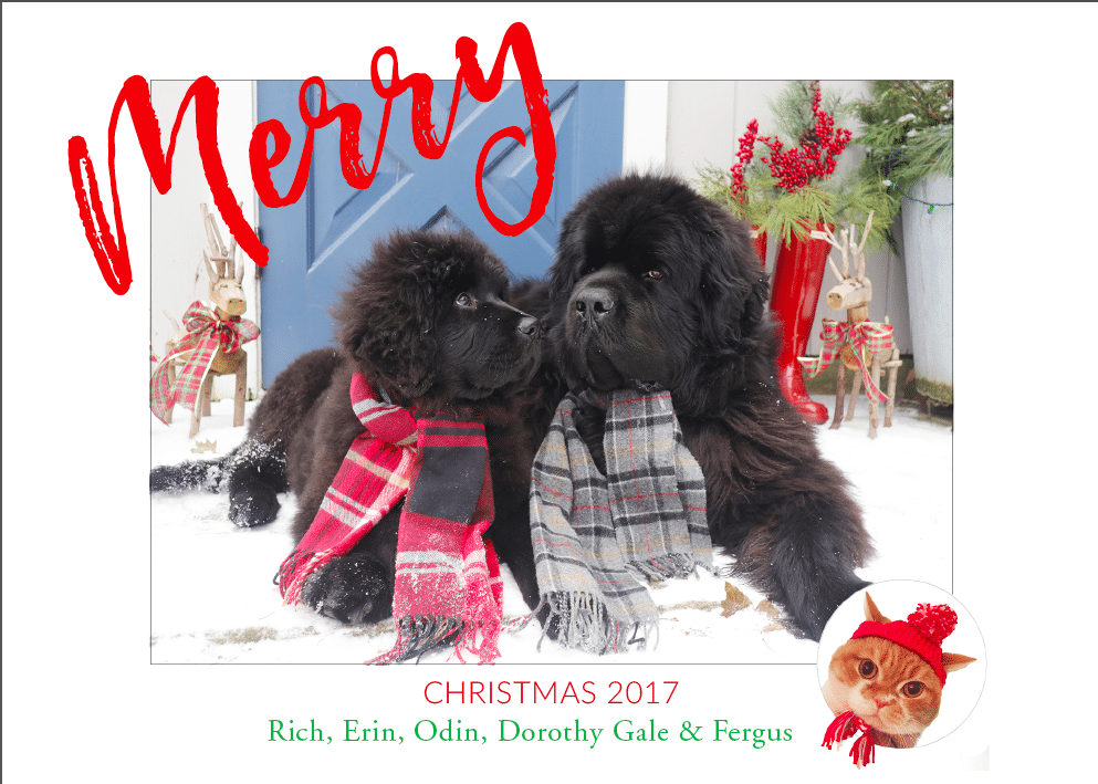 Newfoundlands on Christmas card