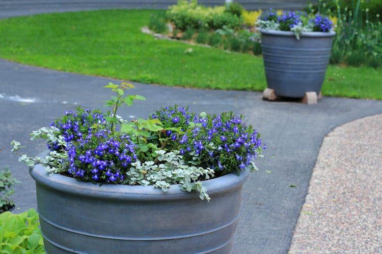 'Windermere' roses in containers.