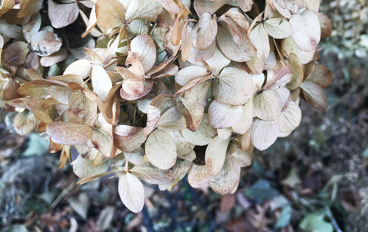 Limelight hydrangea in fall