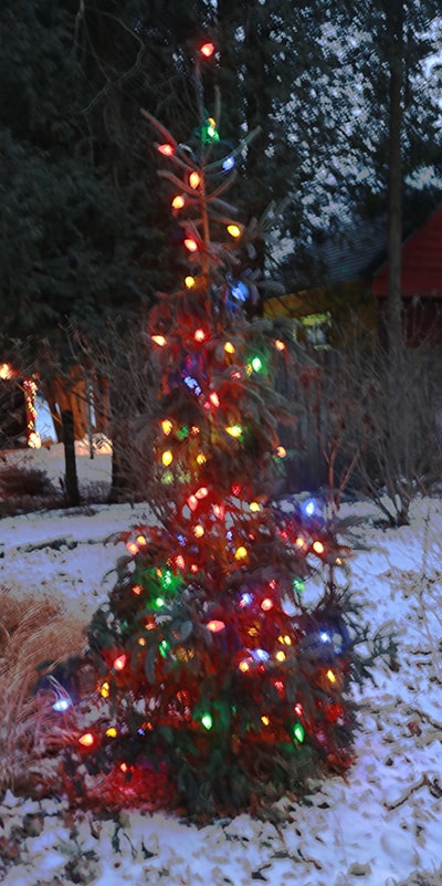 Colorful Christmas lights