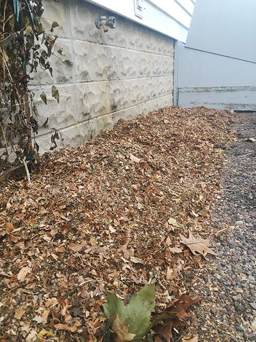 Cover rose canes with mulch