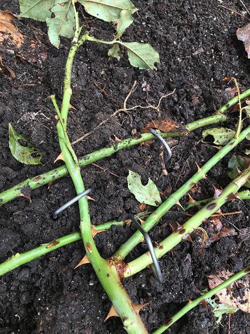 Pinning down rose canes