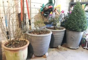 Containerized shrubs wintering in the unheated garage.