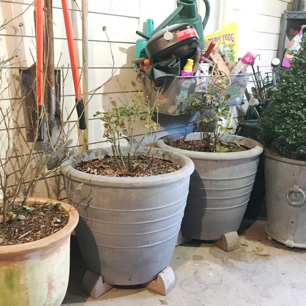 Containerized shrubs wintering in the unheated garage.
