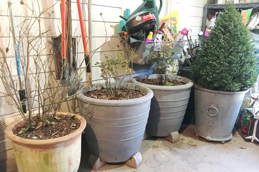 Containerized shrubs wintering in the unheated garage.