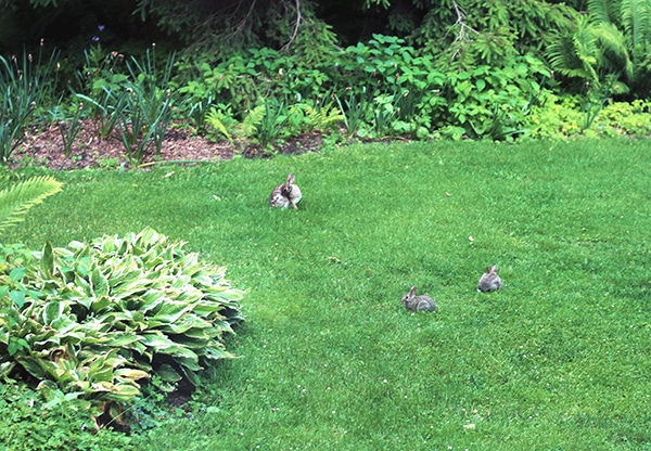 rabbits on lawn