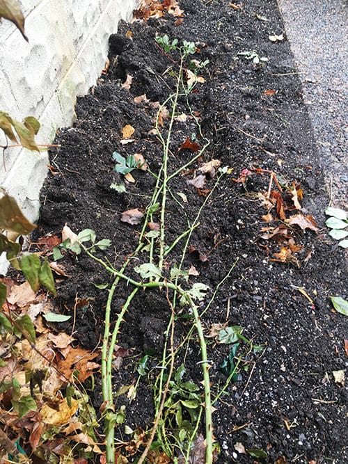 burying climbing roses for winter