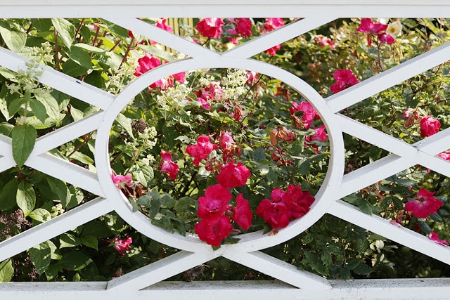 charming fence with roses