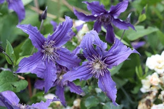 non-vining clematis