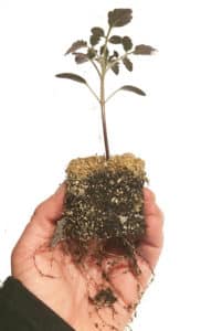 tomato seedling