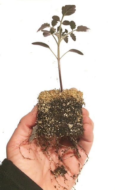 tomato seedling