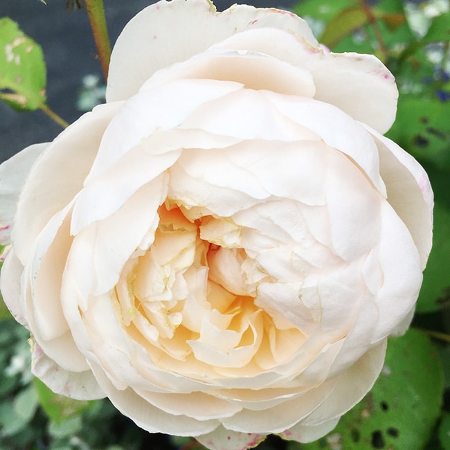 'Windermere' rose