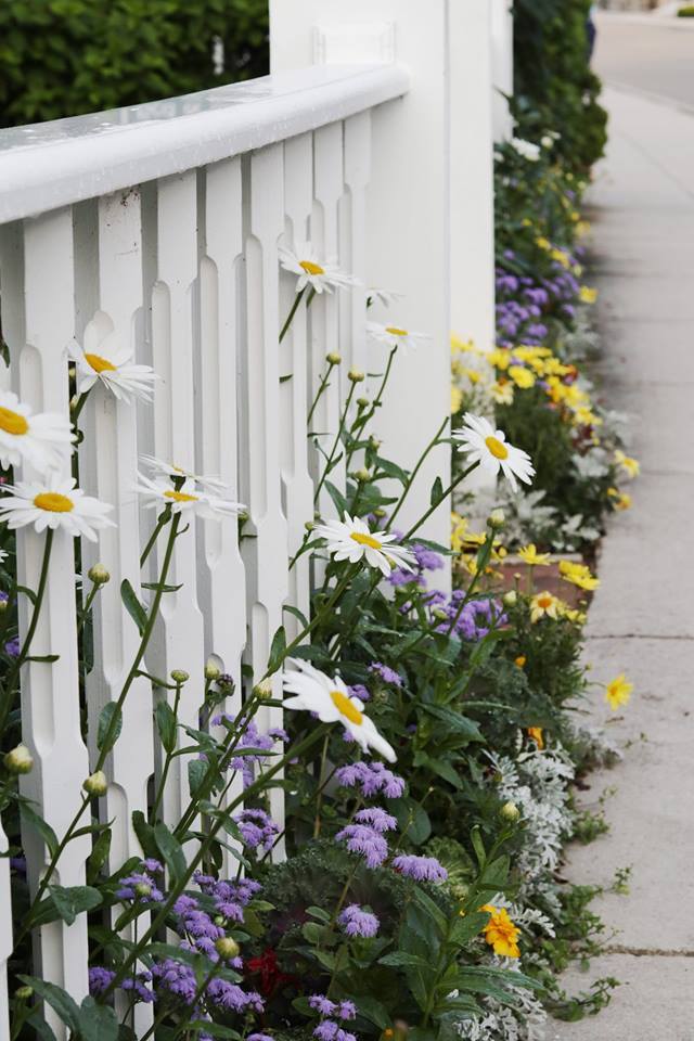 Daisies through the fence